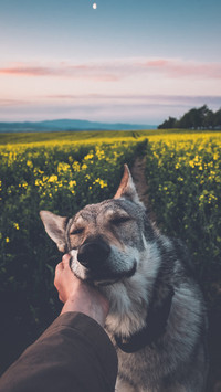 硬汉狼犬的蠢萌瞬间
