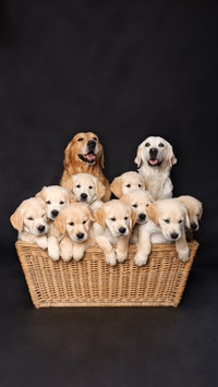 Is Inbred Dog Safe 9