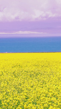 Rapeseed flowers bloom by qinghai lake