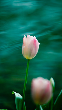 解锁郁金香花语
