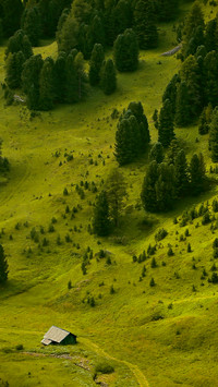 Tree high angle landscape