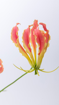 Sparkling flame