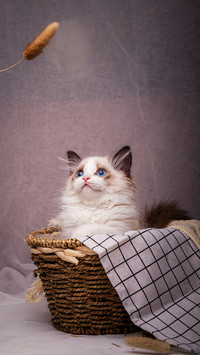 Peak of cat beauty