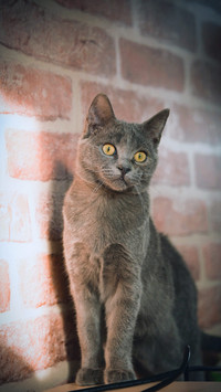 萌宠小猫可爱