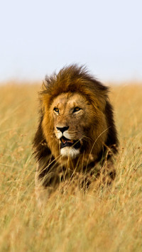 Why do male lions have manes 16