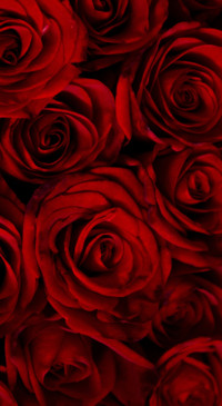 Red Roses (7)