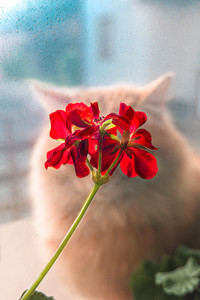Cat blooming-depth.jpg