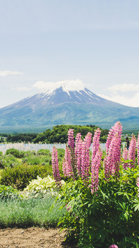 Fuji