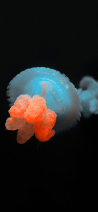 Color of jellyfish-PAIXIN