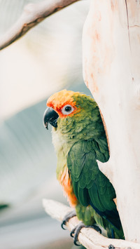 Parrot (2)