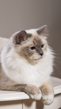 Does the cat let you touch its places 6