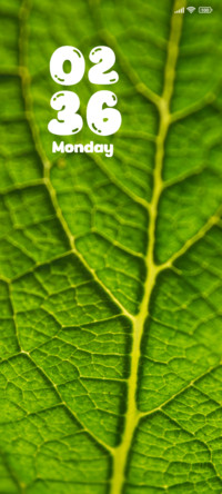 Macro Leaf