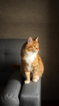 Cats like warm places