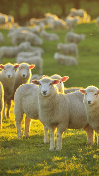 What are the differences between goats and sheep