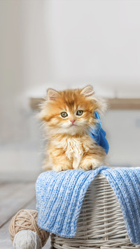 猫咪会对人有感情吗