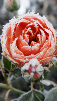 First frost (17)