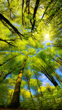 Forest Country