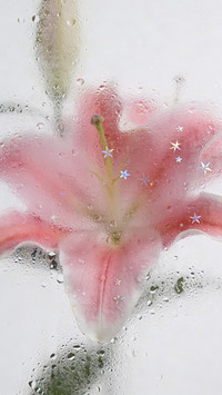 雾窗花屿，星落繁花