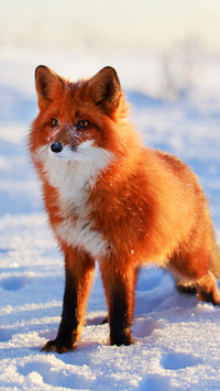 The red fox in the snow