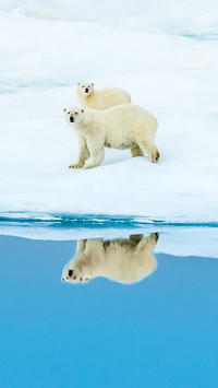 Polar bear 8