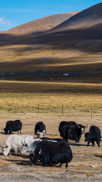 Xizang cattle consumption