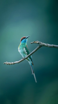Birds are actually spicy eaters