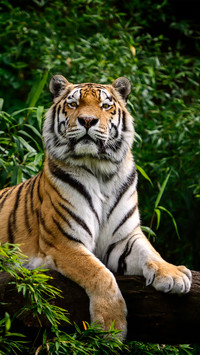 A majestic tiger