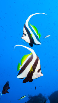 Longfin bannerfish heniochus acuminatus2