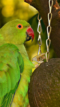 Parrot (4)
