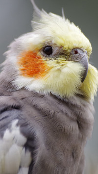 Parrot (1)