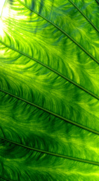 Android HD (31)