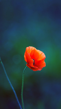 Fresh and natural wildflowers