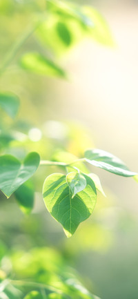 植物花卉壁纸-锐景创意