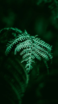 绿色护眼小清新植物-锐景创意