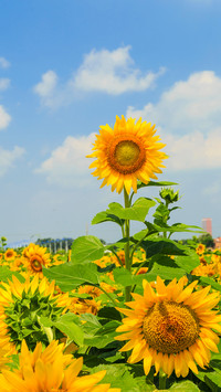 Sunflowers blooming in the sunshine