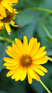Likes daisies but cannot farm them 8