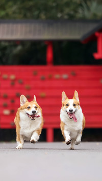 Benefits of Sleeping with Dogs 6