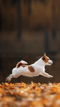 Dog Jack Russell Terrier runs on autumn leaves