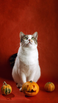 Tri colored flower cats are all female cats 2