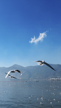 Please come to Yunnan in spring 28