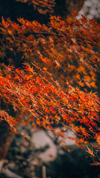 Go here to enjoy maple leaves in autumn 94