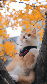 A cat with a natural body scent