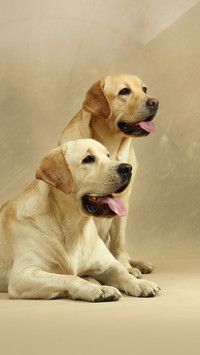 I advise you not to keep a Labrador 57