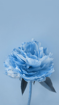 Art Wallpapers-09