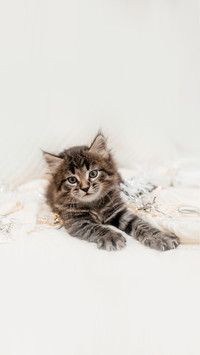 A small brown kitten with long hair sits on a bed