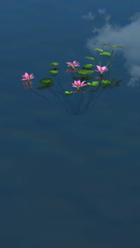 水中莲花