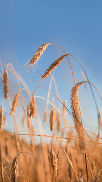 Field ripening wheat at sunset