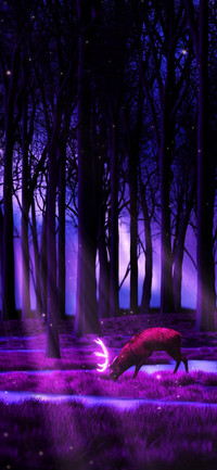Forest of Illusion