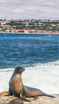 How to distinguish seals seals and seals 8