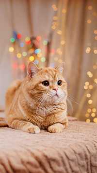 Portrait of kitten on studio color background at Christmas